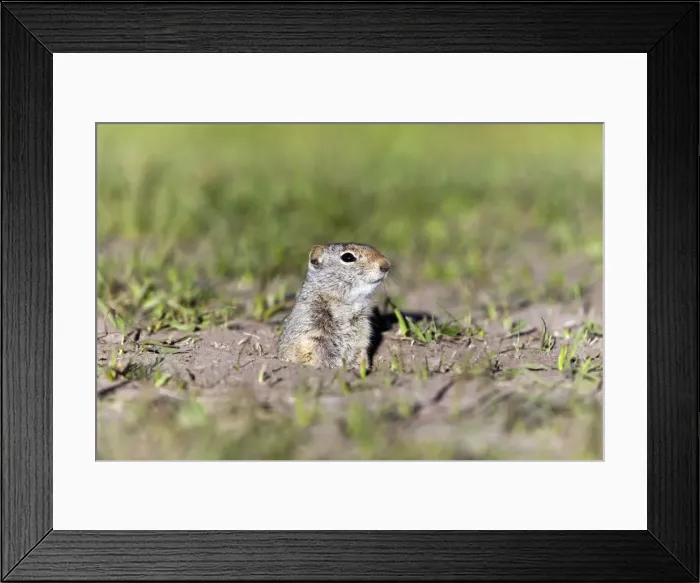 Framed Print : Picture No. 10984505 Framed Print : Picture No. 10984505
