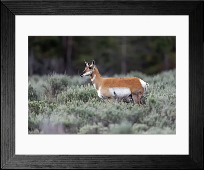 Framed Print : Picture No. 10984519 Framed Print : Picture No. 10984519