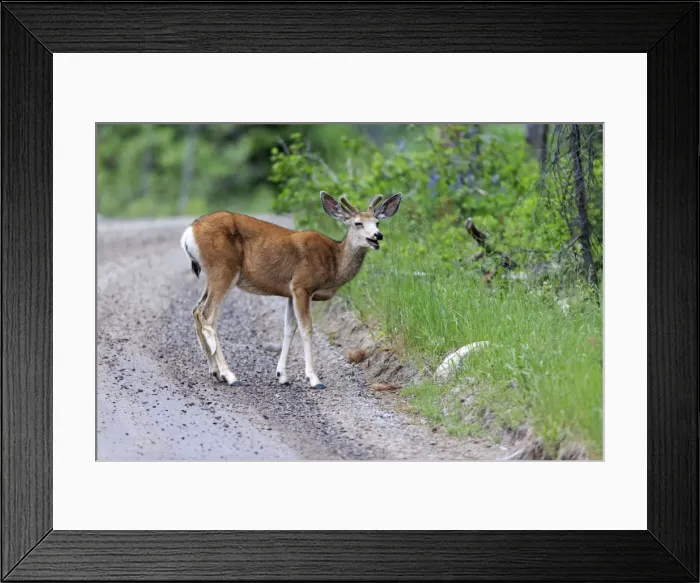 Framed Print : Picture No. 10984518 Framed Print : Picture No. 10984518