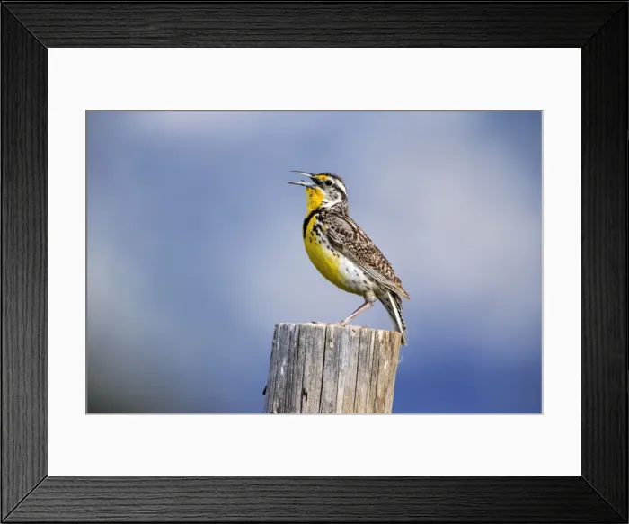 Framed Print : Picture No. 10984520 Framed Print : Picture No. 10984520