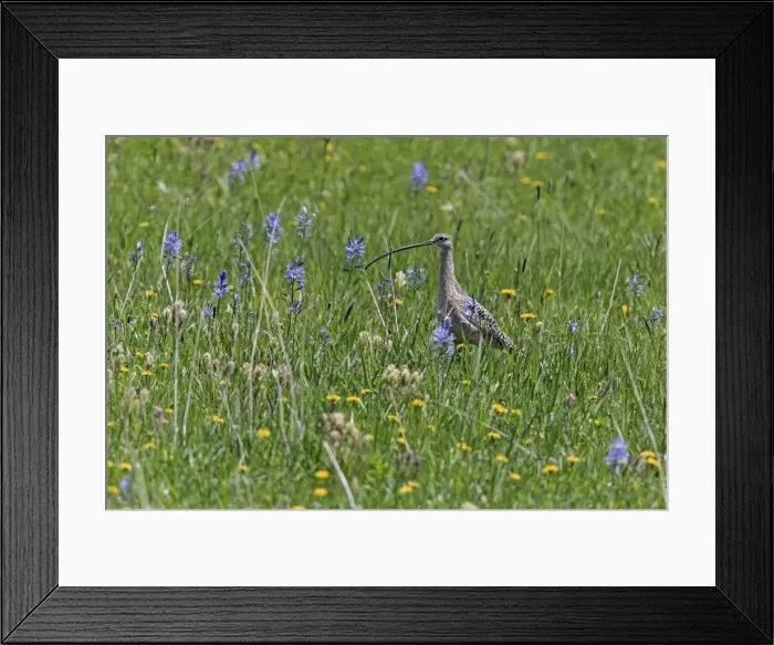 Framed Print : Picture No. 10984526 Framed Print : Picture No. 10984526