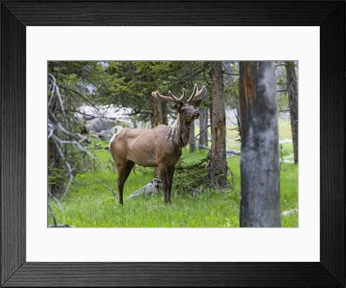 Framed Print : Picture No. 10984537 Framed Print : Picture No. 10984537