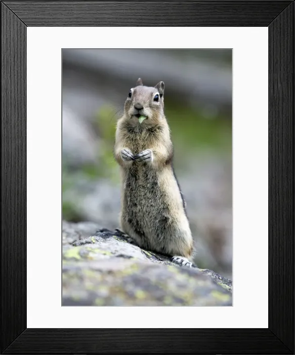 Framed Print : Picture No. 10984536