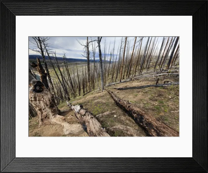Framed Print : Picture No. 10984533 Framed Print : Picture No. 10984533