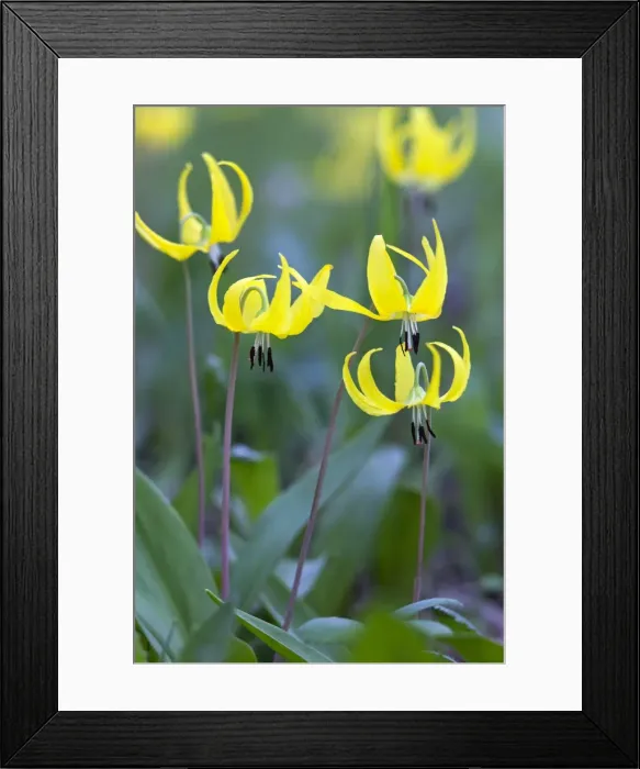 Framed Print : Picture No. 10984568 Framed Print : Picture No. 10984568