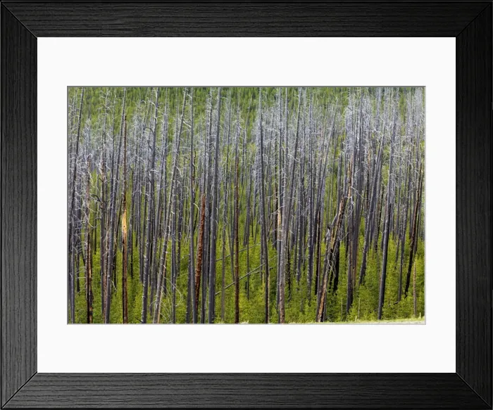 Framed Print : Picture No. 10984572 Framed Print : Picture No. 10984572