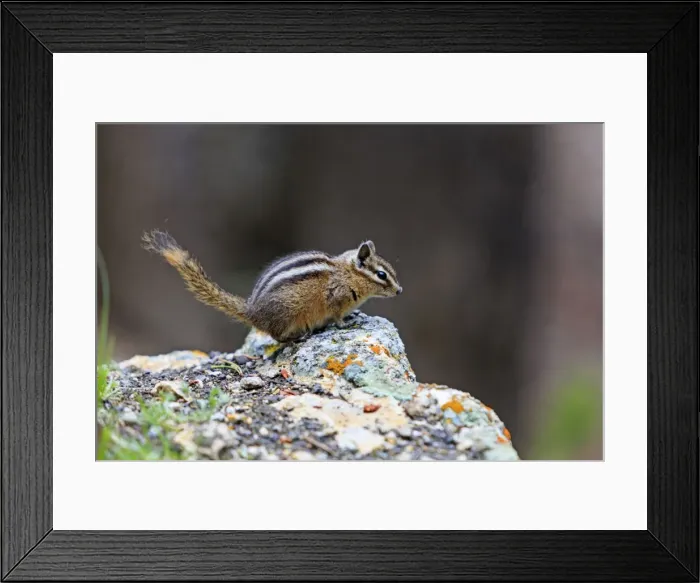 Framed Print : Picture No. 10984579 Framed Print : Picture No. 10984579