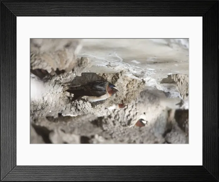 Framed Print : Picture No. 10984589 Framed Print : Picture No. 10984589