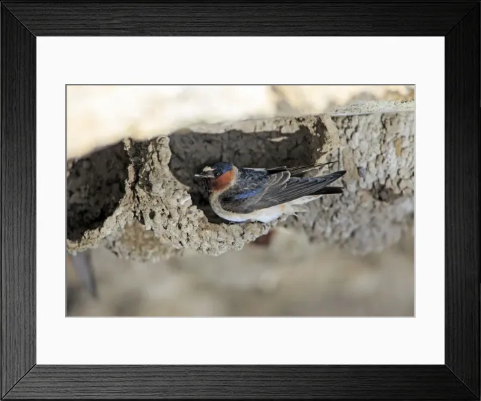 Framed Print : Picture No. 10984591 Framed Print : Picture No. 10984591