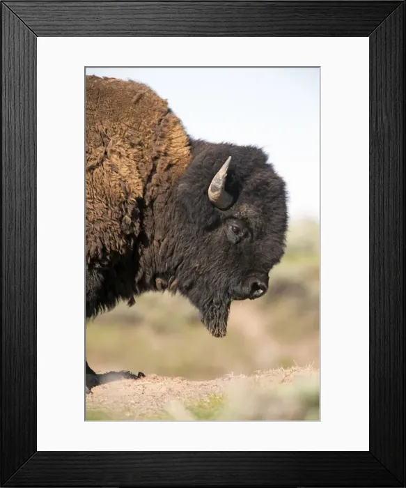 Framed Print : Picture No. 10984592 Framed Print : Picture No. 10984592