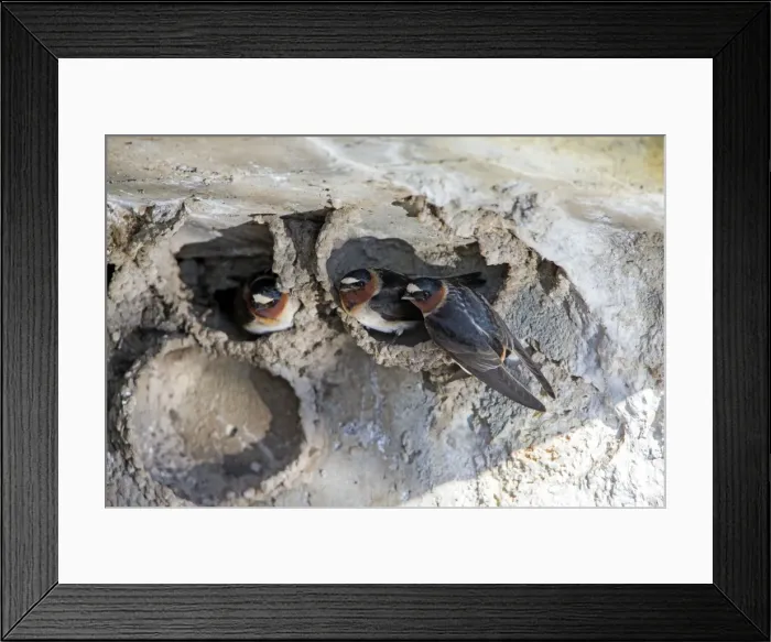 Framed Print : Picture No. 10984590 Framed Print : Picture No. 10984590