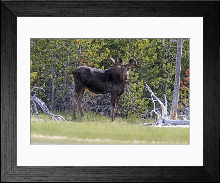 Framed Print : Picture No. 10984593 Framed Print : Picture No. 10984593