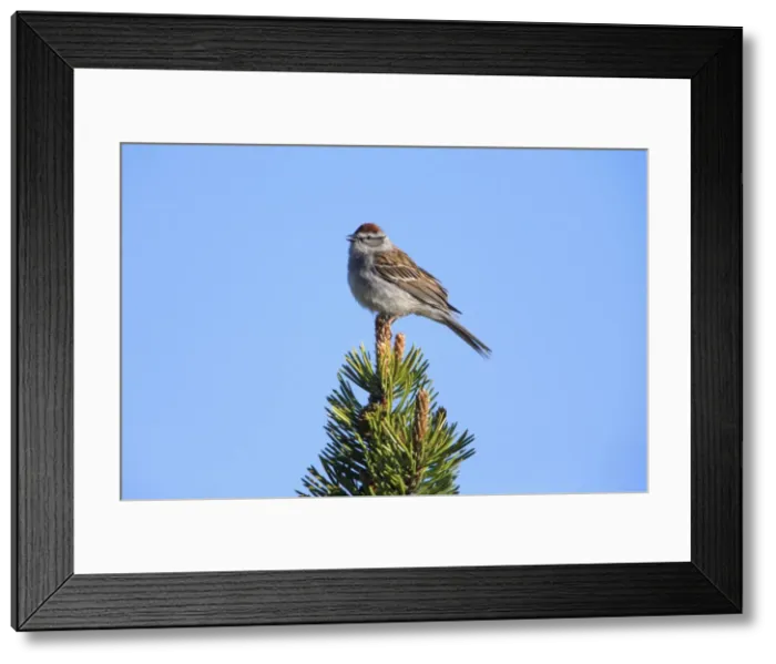 Framed Print : Picture No. 10984597 Framed Print : Picture No. 10984597