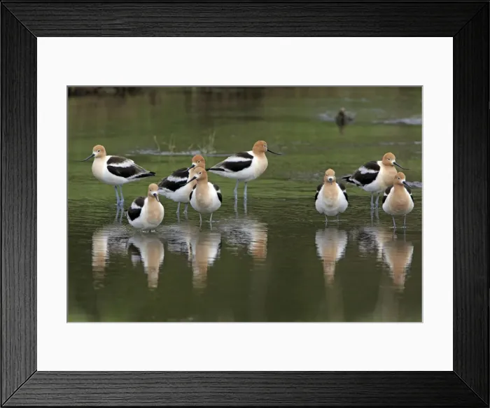 Framed Print : Picture No. 10984594 Framed Print : Picture No. 10984594