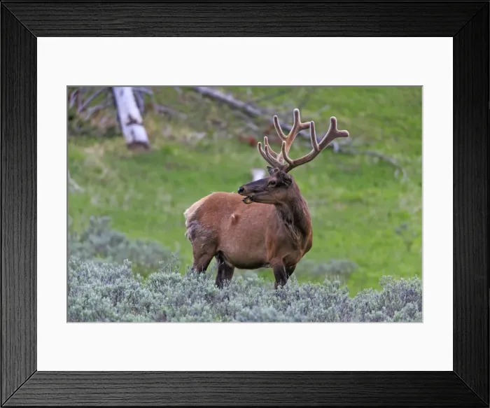 Framed Print : Picture No. 10984598 Framed Print : Picture No. 10984598