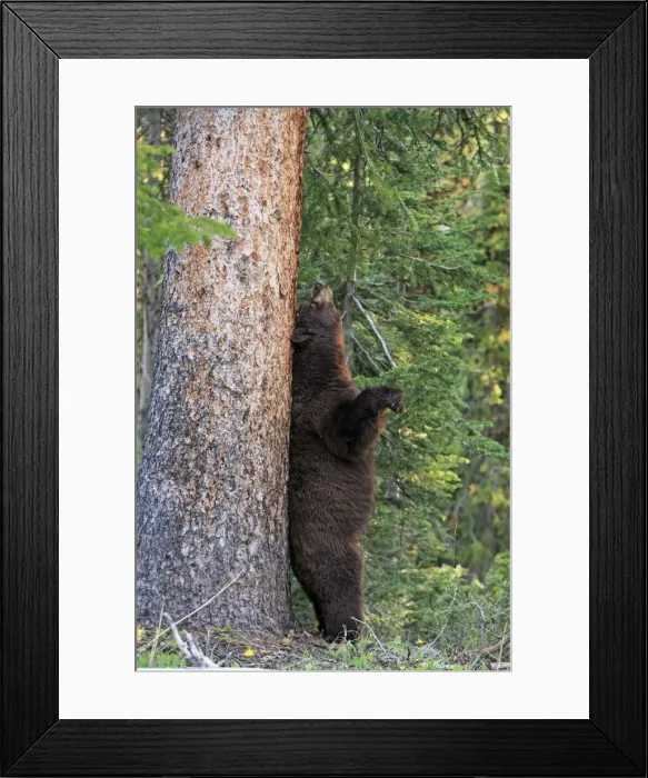 Framed Print : Picture No. 10984601 Framed Print : Picture No. 10984601