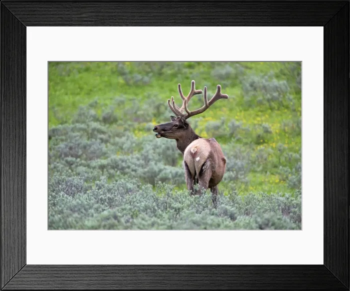 Framed Print : Picture No. 10984599 Framed Print : Picture No. 10984599