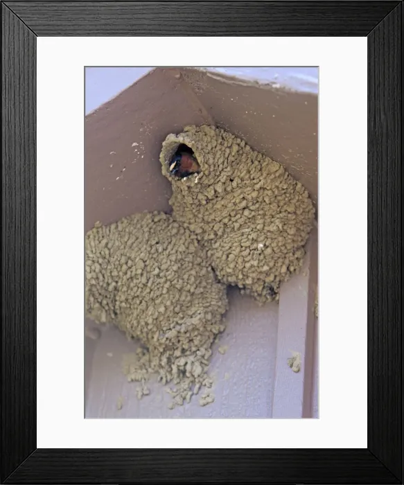 Framed Print : Picture No. 10984604 Framed Print : Picture No. 10984604