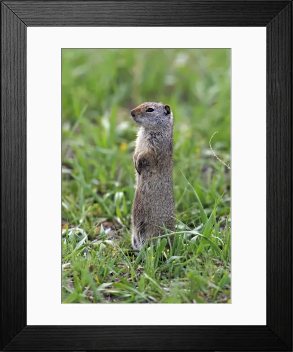 Framed Print : Picture No. 10984603 Framed Print : Picture No. 10984603