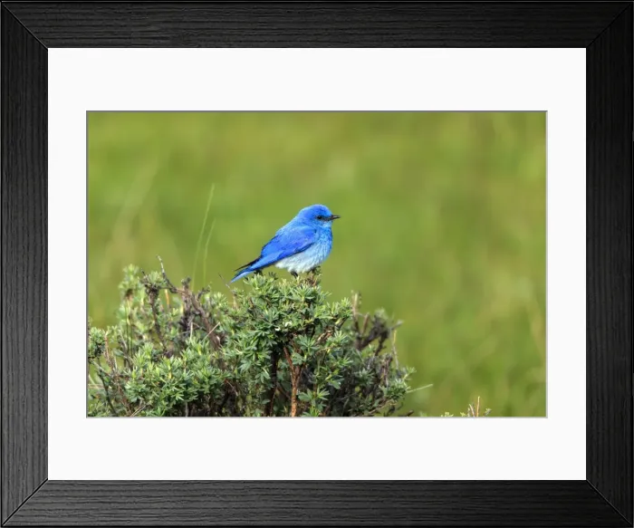 Framed Print : Picture No. 10984607 Framed Print : Picture No. 10984607