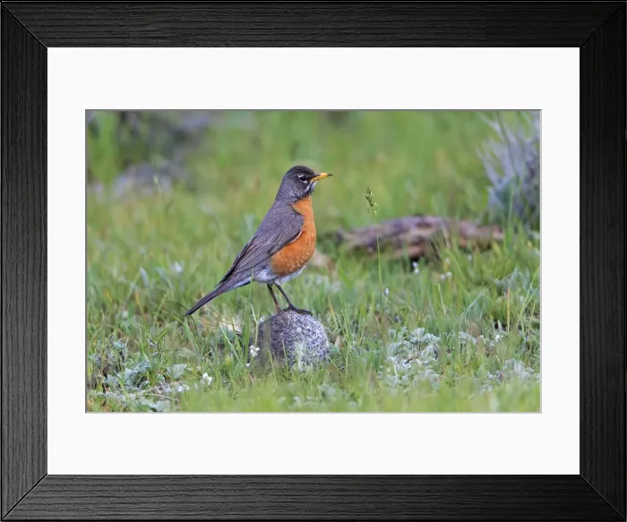 Framed Print : Picture No. 10984608 Framed Print : Picture No. 10984608
