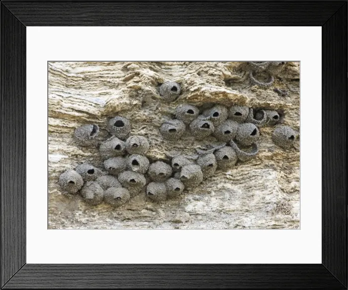Framed Print : Picture No. 10984605 Framed Print : Picture No. 10984605