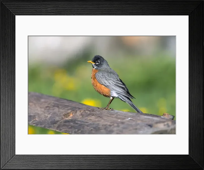 Framed Print : Picture No. 10984612 Framed Print : Picture No. 10984612