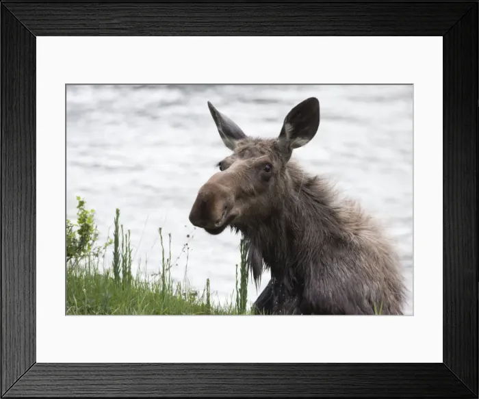 Framed Print : Picture No. 10984610 Framed Print : Picture No. 10984610