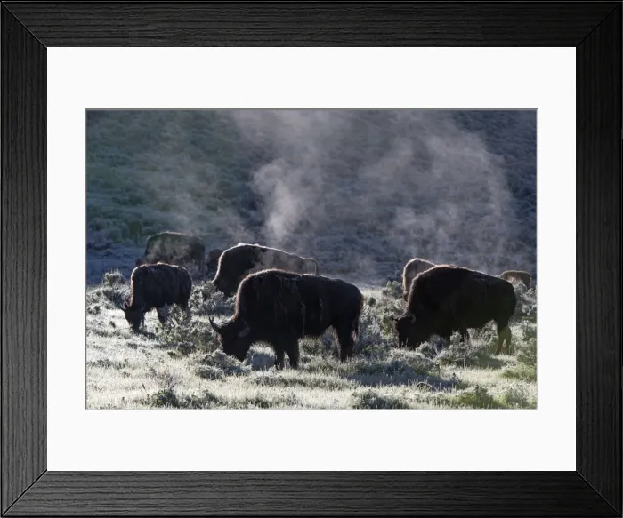 Framed Print : Picture No. 10984611 Framed Print : Picture No. 10984611