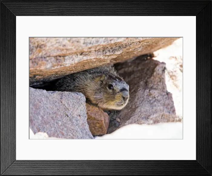 Framed Print : Picture No. 10984613 Framed Print : Picture No. 10984613