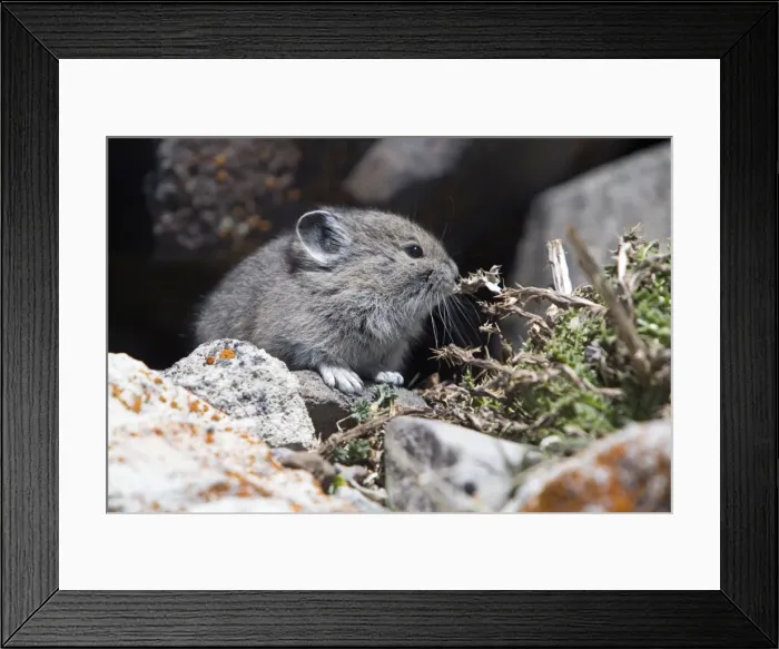 Framed Print : Picture No. 10984616 Framed Print : Picture No. 10984616