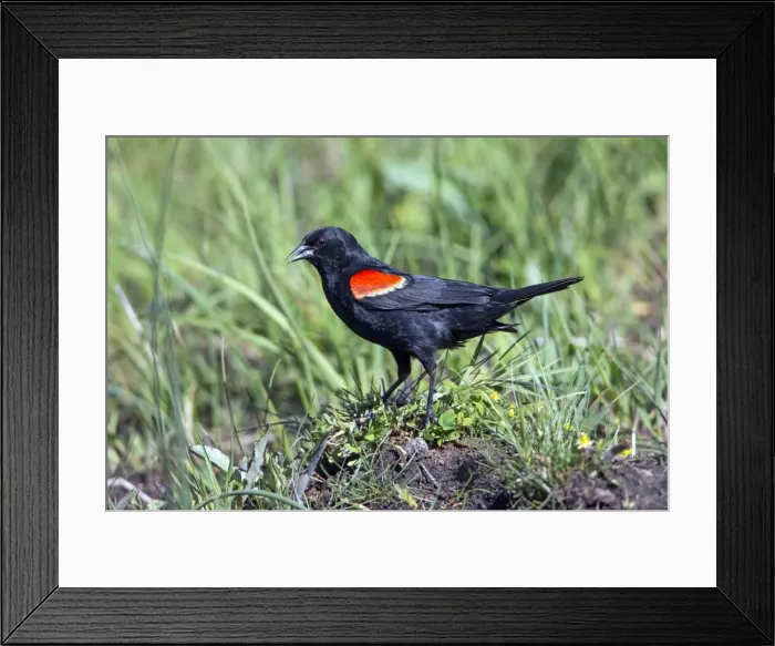Framed Print : Picture No. 10984619 Framed Print : Picture No. 10984619
