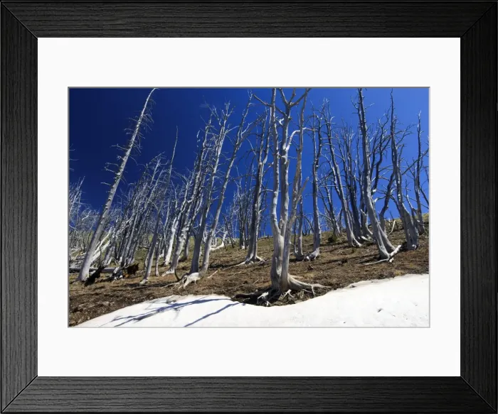 Framed Print : Picture No. 10984617 Framed Print : Picture No. 10984617
