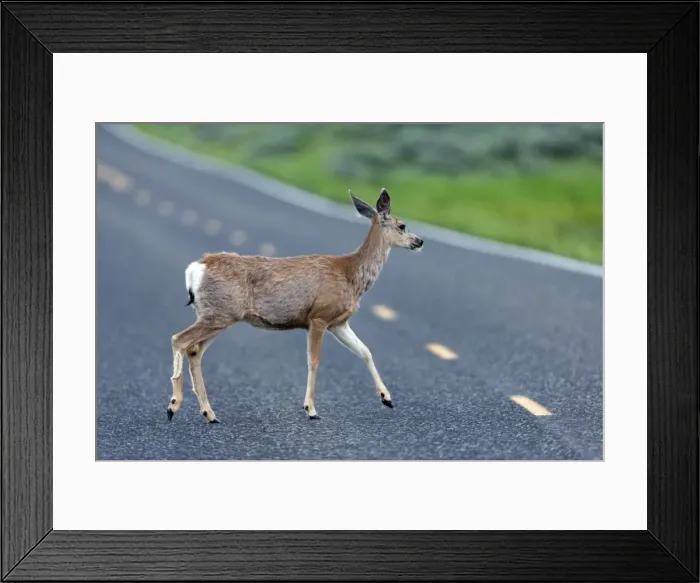 Framed Print : Picture No. 10984620 Framed Print : Picture No. 10984620