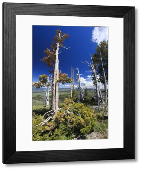 Framed Print : Picture No. 10984618 Framed Print : Picture No. 10984618