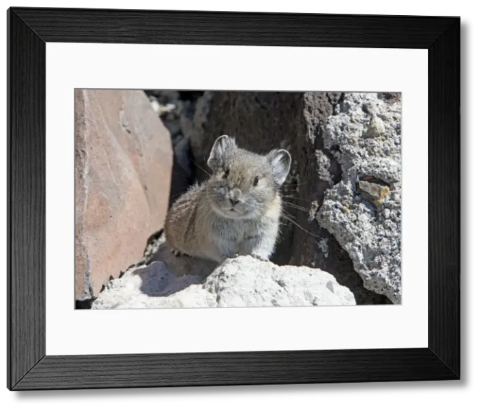 Framed Print : Picture No. 10984615 Framed Print : Picture No. 10984615