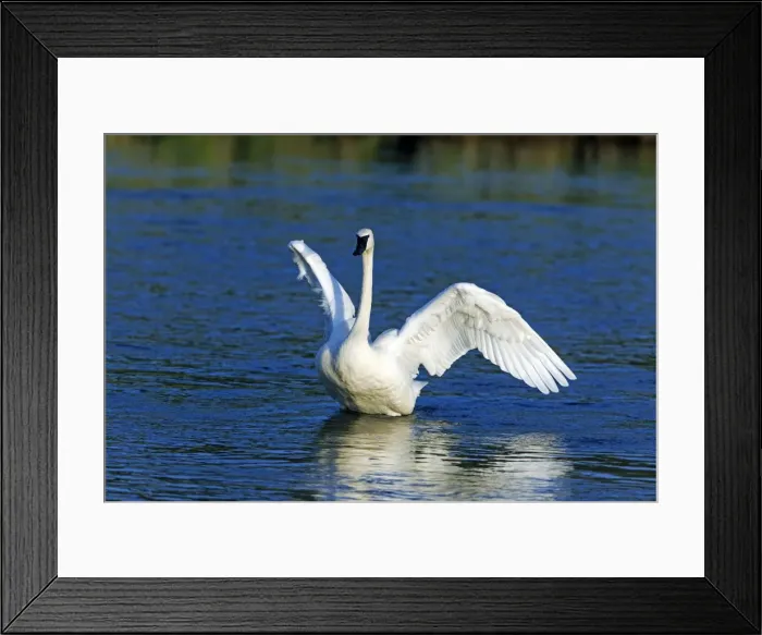 Framed Print : Picture No. 10984627 Framed Print : Picture No. 10984627
