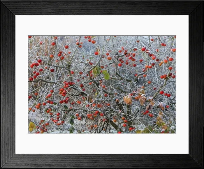 Framed Print : Picture No. 10984628 Framed Print : Picture No. 10984628
