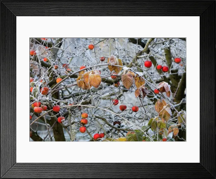 Framed Print : Picture No. 10984629 Framed Print : Picture No. 10984629
