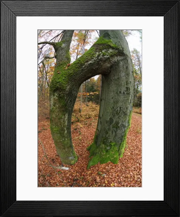 Framed Print : Picture No. 10984634 Framed Print : Picture No. 10984634