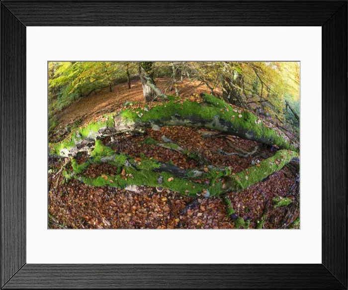 Framed Print : Picture No. 10984633 Framed Print : Picture No. 10984633