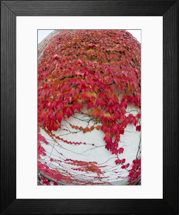Framed Print : Picture No. 10984639 Framed Print : Picture No. 10984639