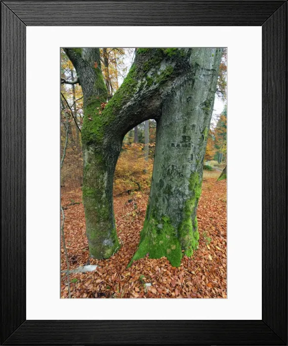 Framed Print : Picture No. 10984635 Framed Print : Picture No. 10984635