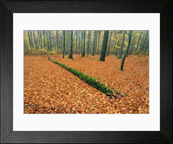 Framed Print : Picture No. 10984637 Framed Print : Picture No. 10984637