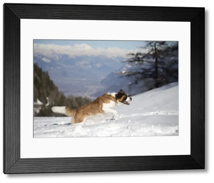 Framed Print : Picture No. 10984037 Framed Print : Picture No. 10984037