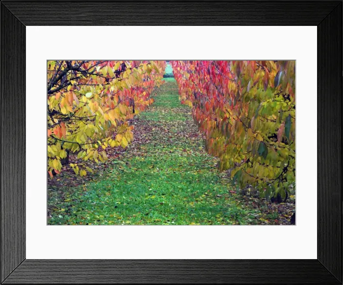 Framed Print : Picture No. 10984647 Framed Print : Picture No. 10984647
