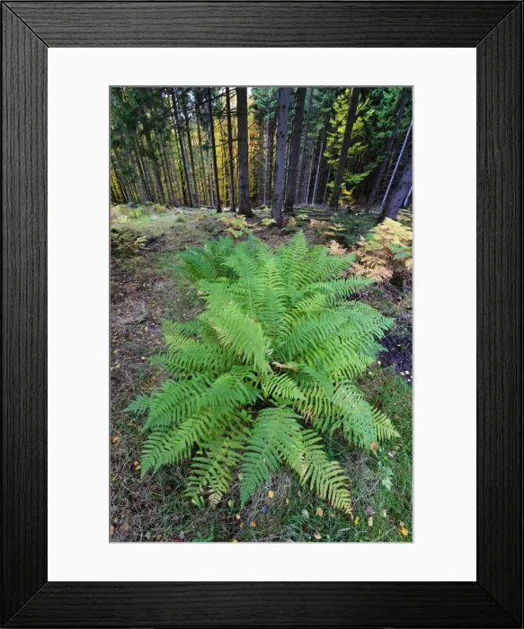 Framed Print : Picture No. 10984645