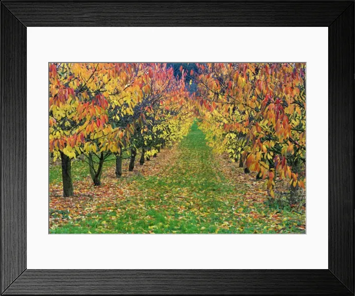 Framed Print : Picture No. 10984646 Framed Print : Picture No. 10984646