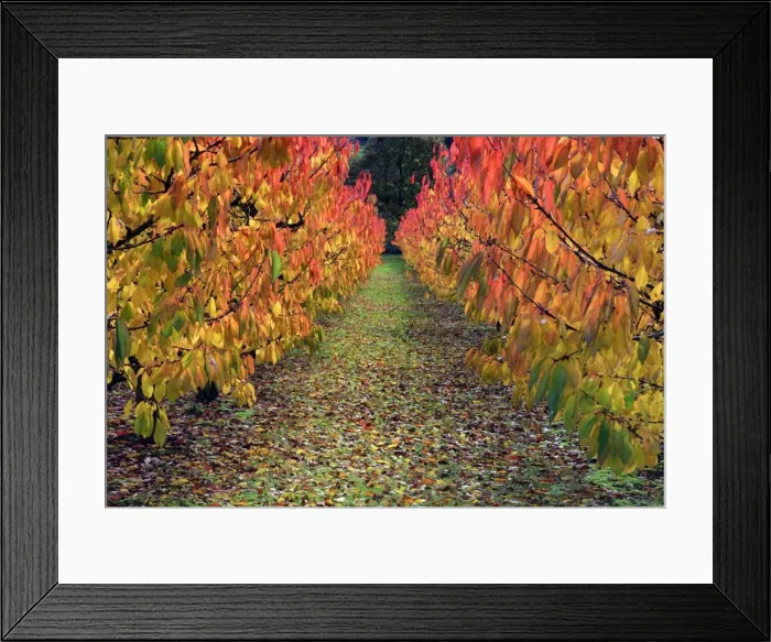 Framed Print : Picture No. 10984648 Framed Print : Picture No. 10984648