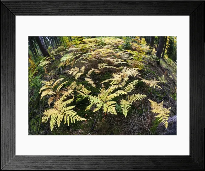 Framed Print : Picture No. 10984644